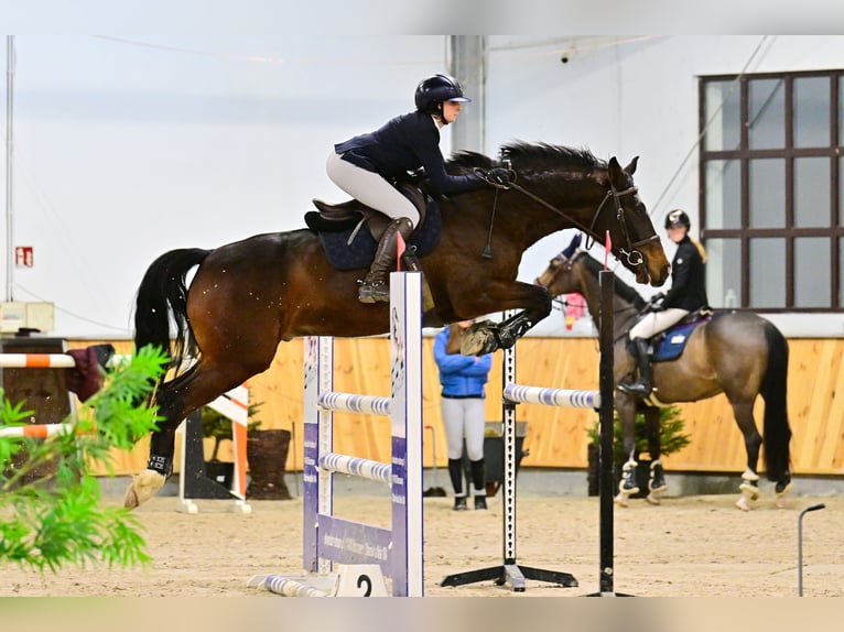 Belgian Warmblood Gelding 6 years 16,1 hh Smoky-Black in Jonkowo