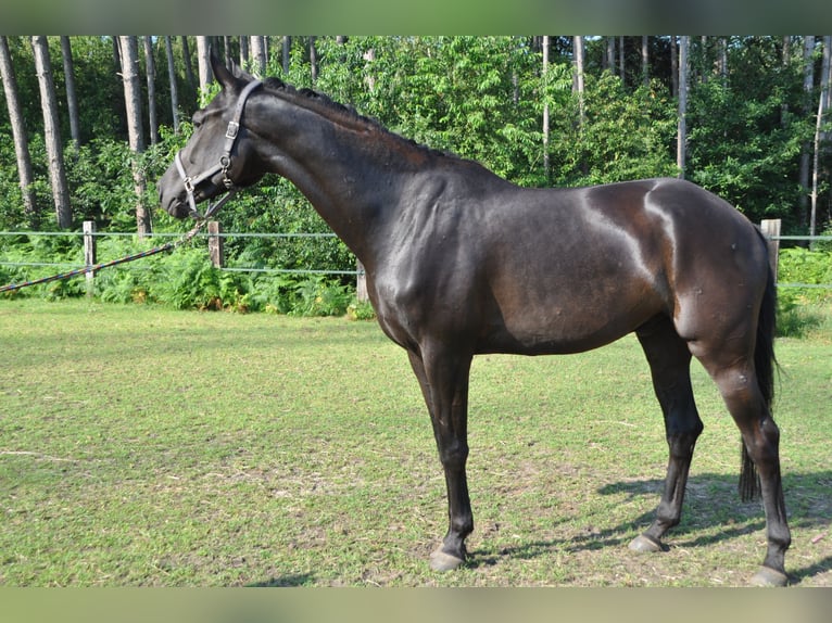 Belgian Warmblood Gelding 6 years 16,2 hh Black in Meerhout