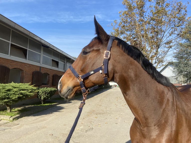 Belgian Warmblood Gelding 6 years 16,2 hh Brown in GROTE-BROGEL