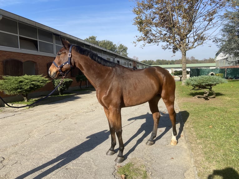 Belgian Warmblood Gelding 6 years 16,2 hh Brown in GROTE-BROGEL