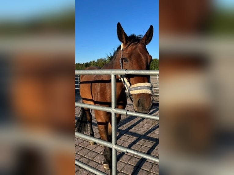 Belgian Warmblood, Gelding, 6 years, 16 hh, Brown