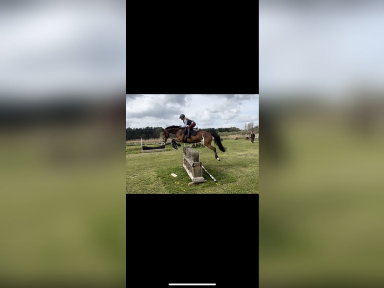 Belgian Warmblood Gelding 6 years 16 hh Brown in Horebeke