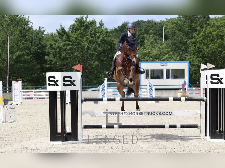 Belgian Warmblood Gelding 6 years 16 hh Brown in Horebeke