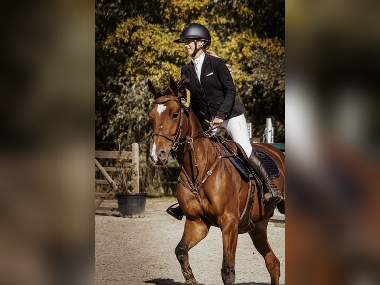 Belgian Warmblood Gelding 6 years 16 hh Brown in Horebeke