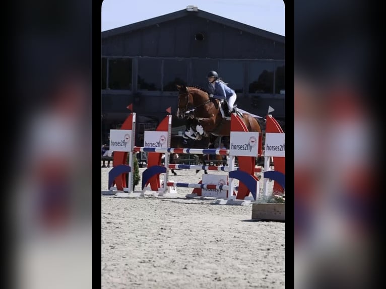Belgian Warmblood Gelding 6 years 16 hh Brown in Oppuurs