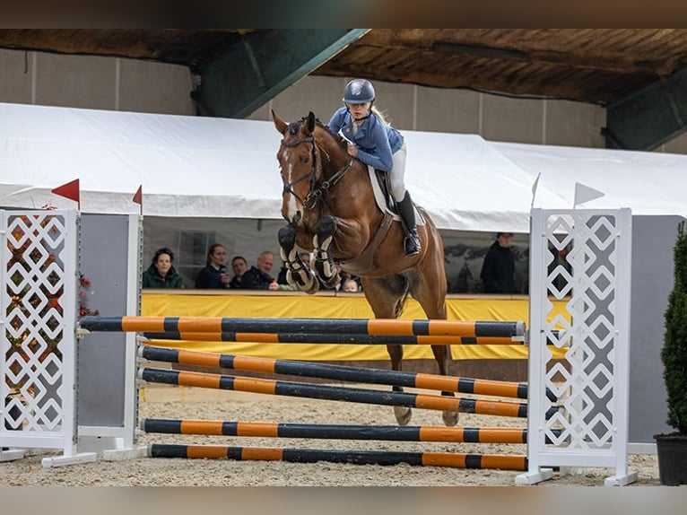 Belgian Warmblood Gelding 6 years 16 hh Brown in Oppuurs