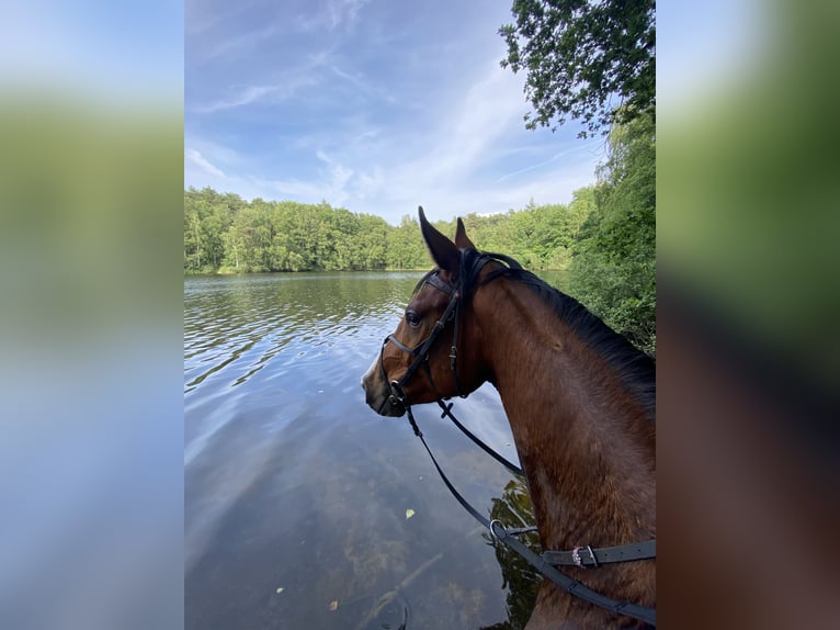 Belgian Warmblood Gelding 6 years 16 hh Brown in Oppuurs