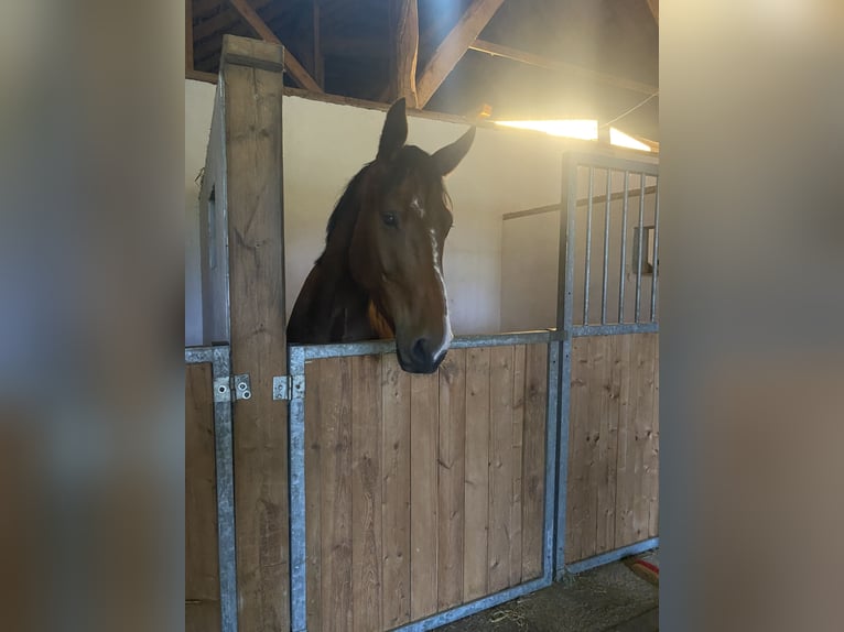 Belgian Warmblood Gelding 6 years 16 hh Brown in Oppuurs