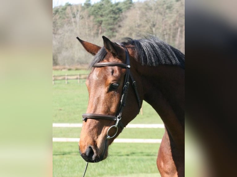 Belgian Warmblood Gelding 6 years 16 hh Brown in Houthalen-Helchteren