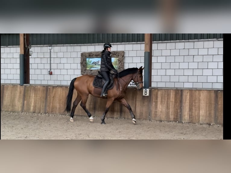 Belgian Warmblood Gelding 6 years 16 hh Brown in Oud Gastel