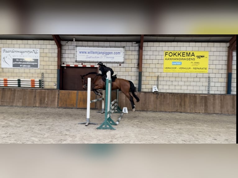 Belgian Warmblood Gelding 6 years 16 hh Brown in Oud Gastel