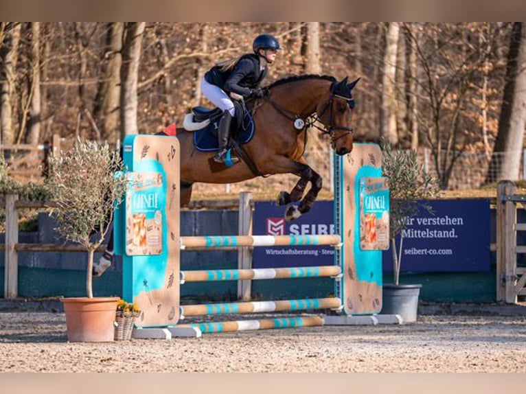 Belgian Warmblood Gelding 6 years 16,1 hh in W&#xE4;chtersbach