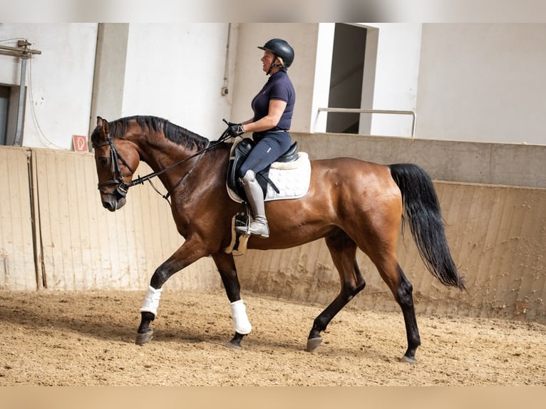 Belgian Warmblood Gelding 6 years 16,2 hh Brown in Gr&#xE4;felfing