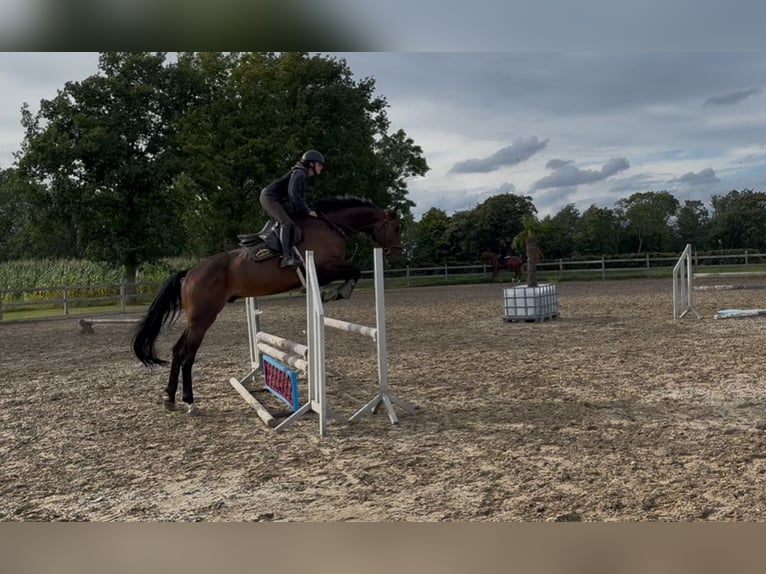 Belgian Warmblood Gelding 6 years 16,2 hh Brown in Vissenbjerg