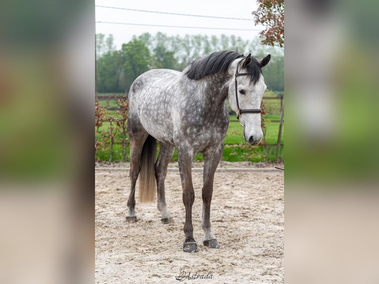 Belgian Warmblood Gelding 6 years 16,2 hh Gray in Bladel