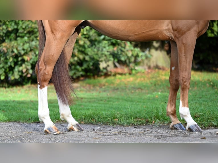 Belgian Warmblood Gelding 6 years 17,1 hh Chestnut-Red in GROTE-BROGEL