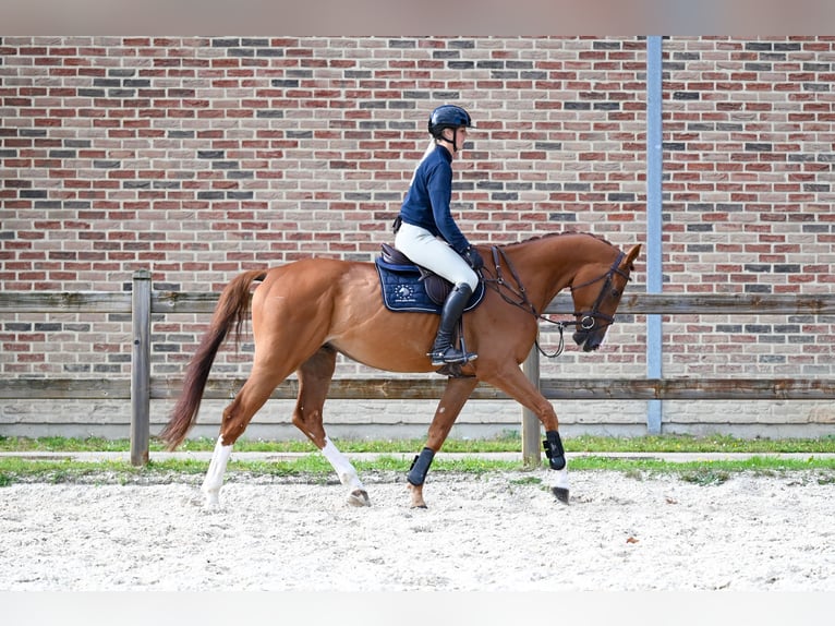 Belgian Warmblood Gelding 6 years 17,1 hh Chestnut-Red in GROTE-BROGEL