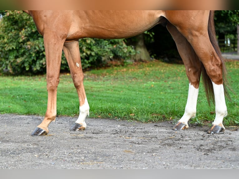 Belgian Warmblood Gelding 6 years 17,1 hh Chestnut-Red in GROTE-BROGEL