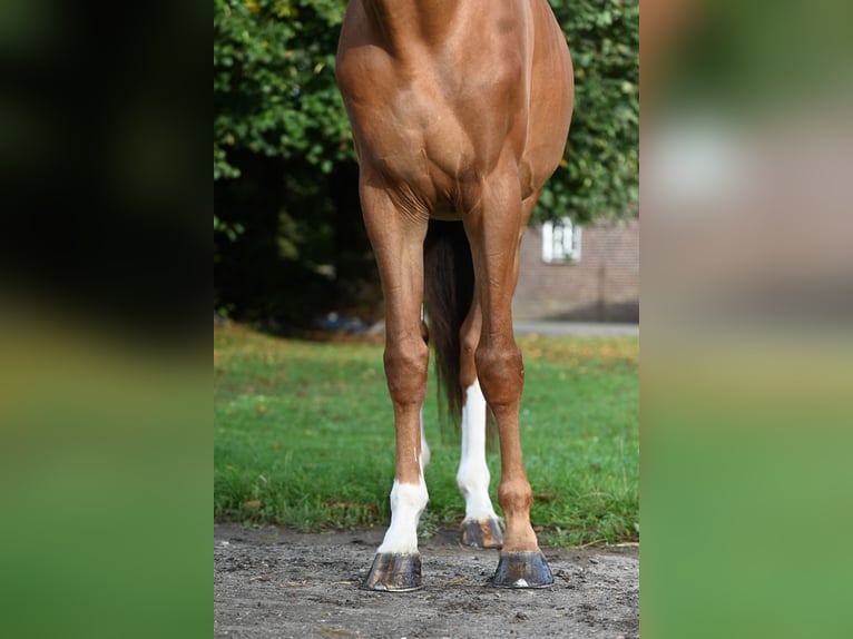 Belgian Warmblood Gelding 6 years 17,1 hh Chestnut-Red in GROTE-BROGEL