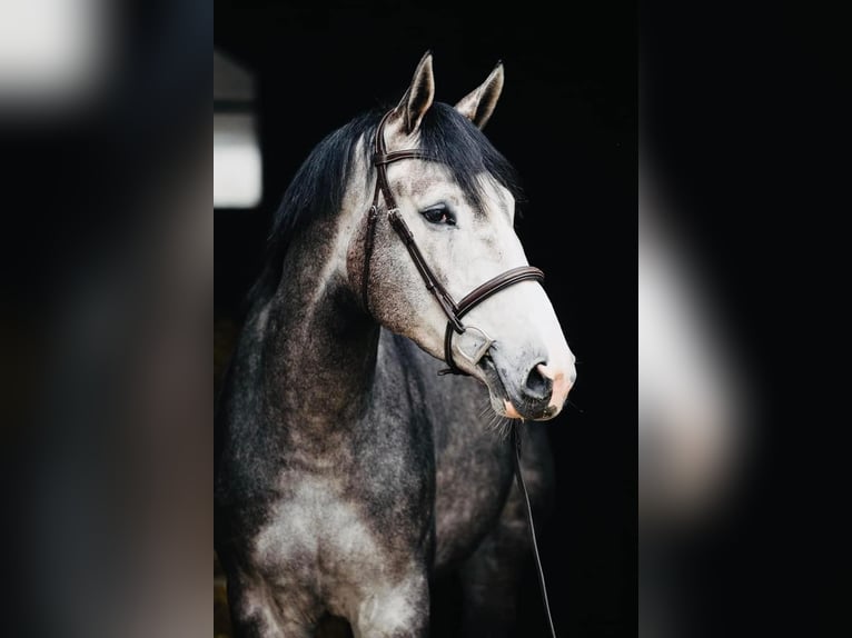 Belgian Warmblood Gelding 6 years 17,1 hh Gray-Dapple in Gajewniki