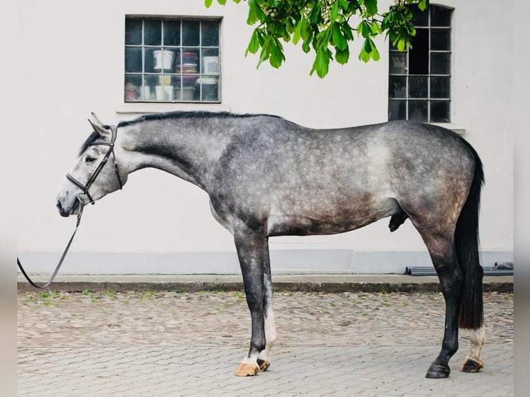 Belgian Warmblood Gelding 6 years 17,1 hh Gray-Dapple in Gajewniki