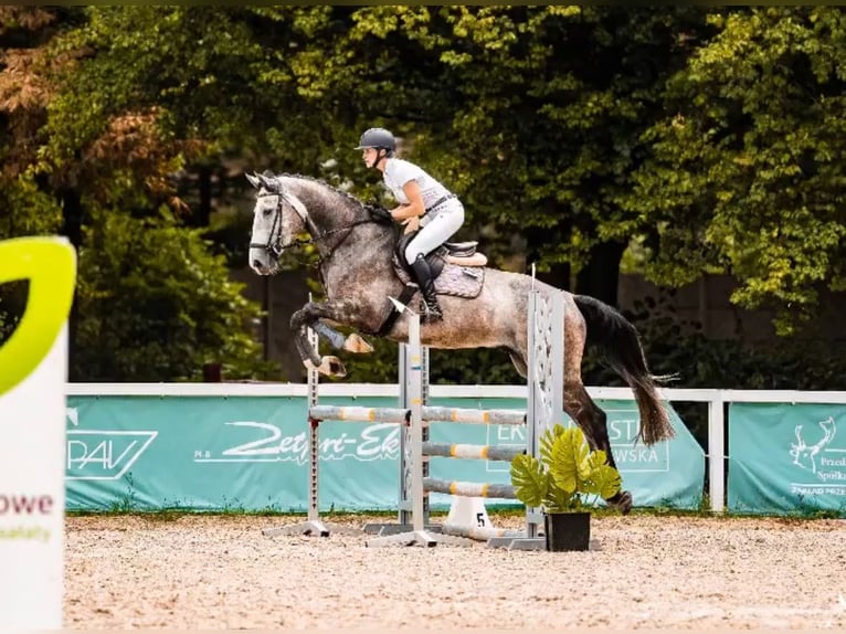 Belgian Warmblood Gelding 6 years 17,1 hh Gray-Dapple in Gajewniki