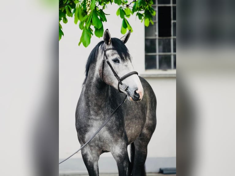 Belgian Warmblood Gelding 6 years 17,1 hh Gray-Dapple in Gajewniki