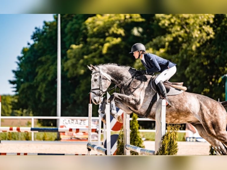 Belgian Warmblood Gelding 6 years 17,1 hh Gray-Dapple in Gajewniki