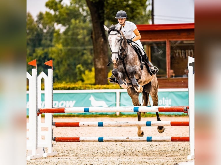 Belgian Warmblood Gelding 6 years 17,1 hh Gray-Dapple in Gajewniki