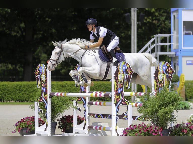 Belgian Warmblood Gelding 6 years 17,1 hh White in St-Tuiden