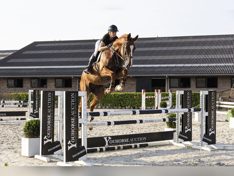 Belgian Warmblood Gelding 6 years 17,2 hh Chestnut-Red in Waddinxveen