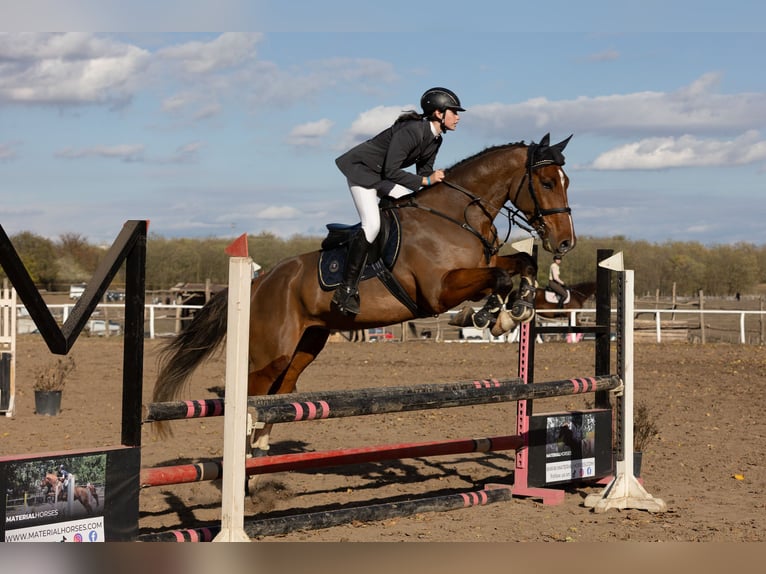 Belgian Warmblood Gelding 6 years 17 hh Bay in Csömör