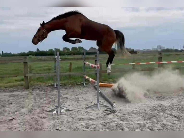 Belgian Warmblood Gelding 6 years 17 hh Bay in Csömör