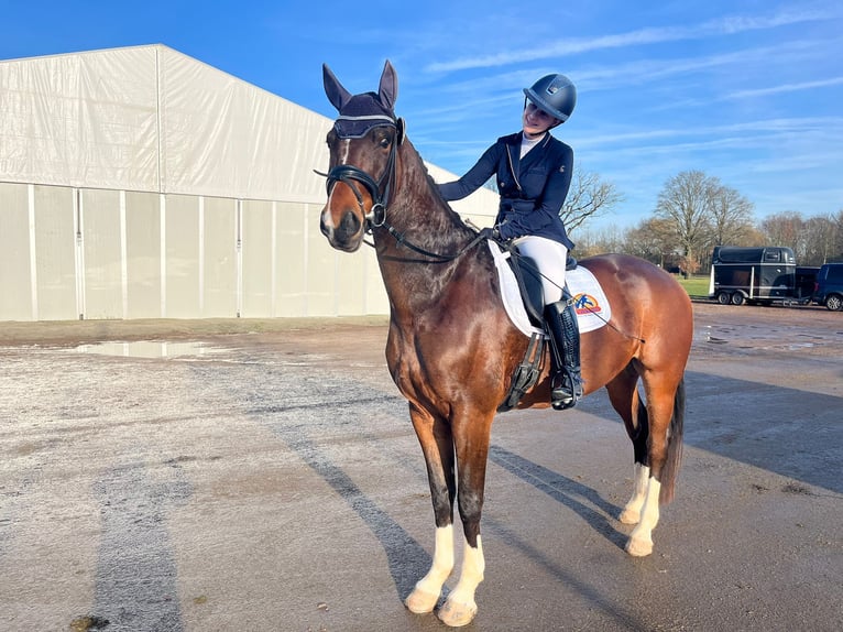 Belgian Warmblood Gelding 6 years 17 hh Brown in Bilzen
