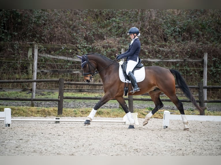 Belgian Warmblood Gelding 6 years 17 hh Brown in Bilzen