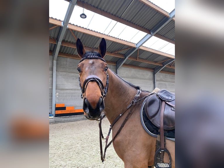 Belgian Warmblood Gelding 6 years 17 hh Brown in Oppuurs