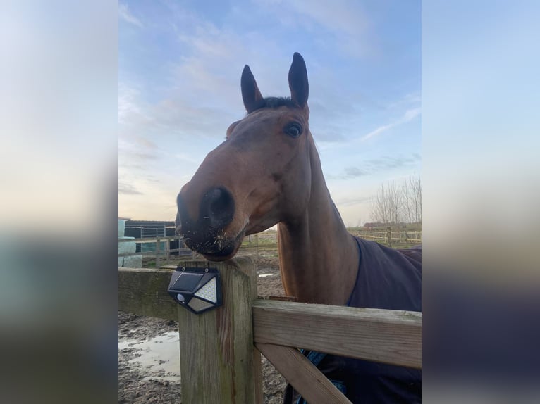 Belgian Warmblood Gelding 6 years 17 hh Brown in Oppuurs