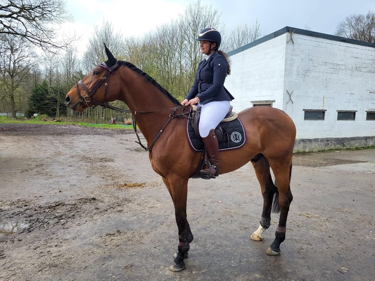 Belgian Warmblood Gelding 6 years 17 hh Brown in Oppuurs