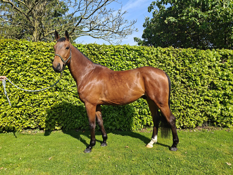 Belgian Warmblood Gelding 6 years 17 hh Brown in Oppuurs