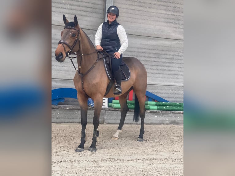 Belgian Warmblood Gelding 6 years 17 hh Brown in Oppuurs