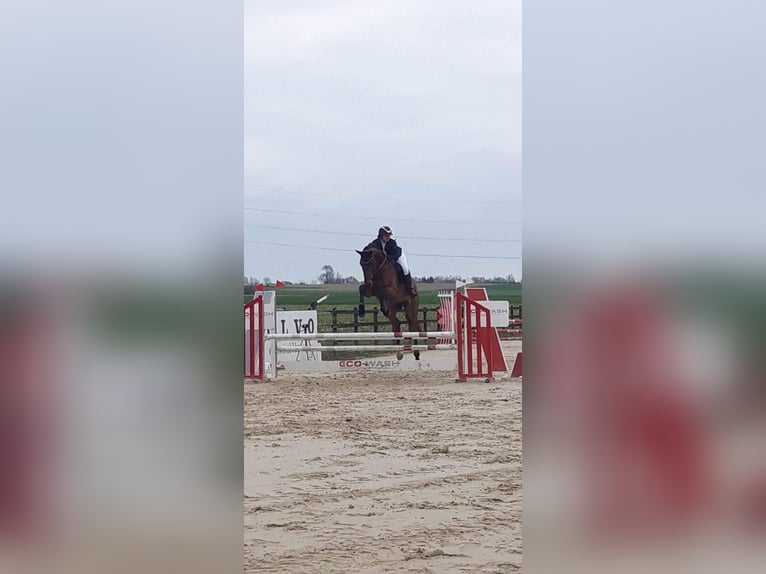 Belgian Warmblood Gelding 6 years 17 hh Brown in Oppuurs