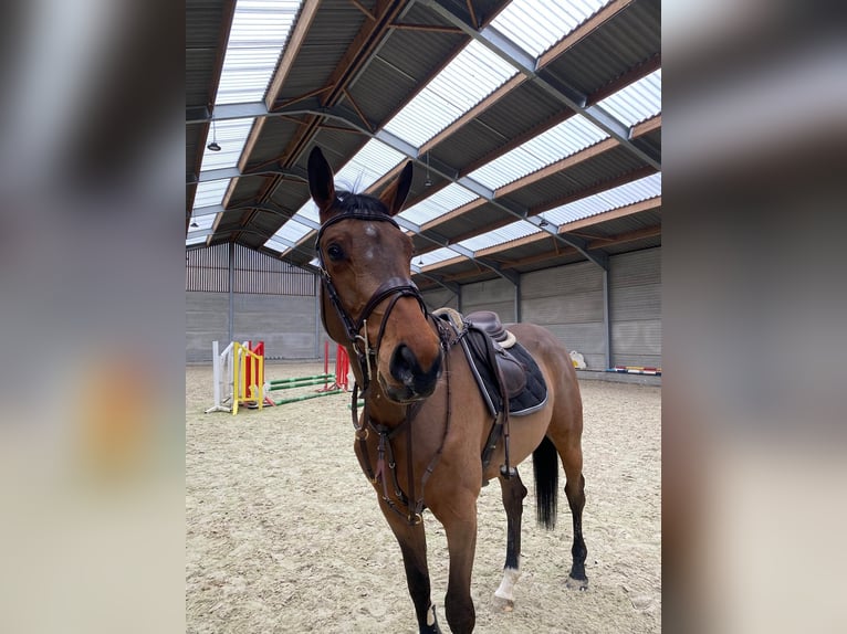 Belgian Warmblood Gelding 6 years 17 hh Brown in Oppuurs