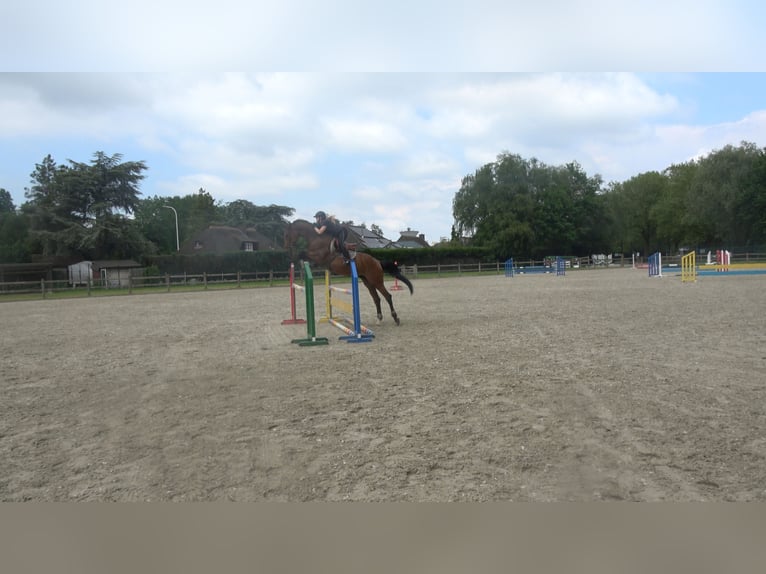 Belgian Warmblood Gelding 6 years 17 hh Brown in Oppuurs