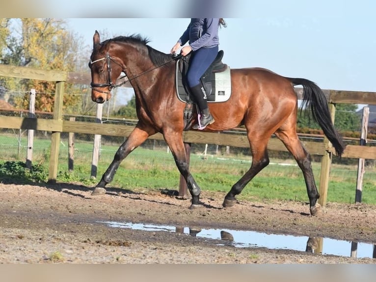 Belgian Warmblood Gelding 6 years 17 hh Brown in Achtmaal