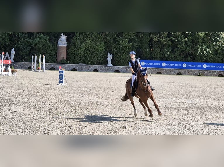 Belgian Warmblood Gelding 6 years 17 hh Brown in Samarate