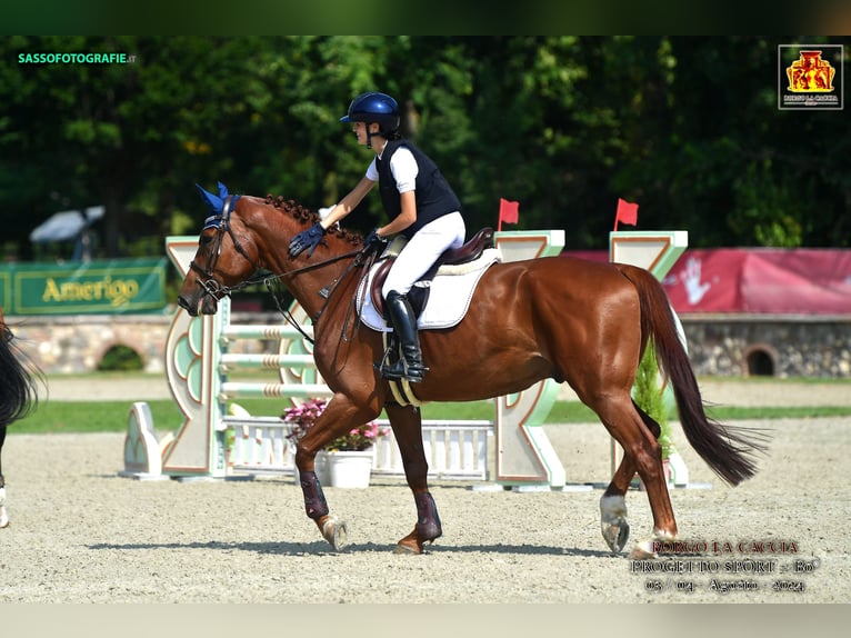 Belgian Warmblood Gelding 6 years 17 hh Brown in Samarate