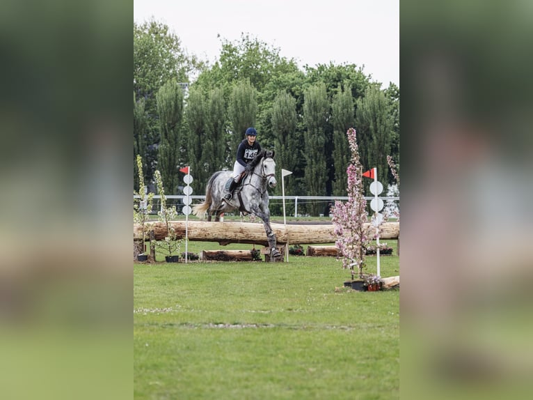 Belgian Warmblood Gelding 6 years 17 hh Gray in Boutersem