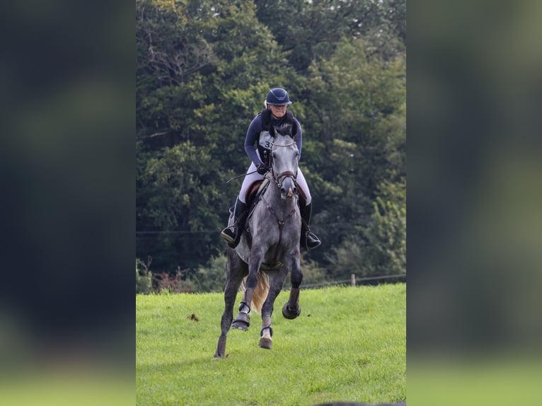 Belgian Warmblood Gelding 6 years 17 hh Gray in Boutersem