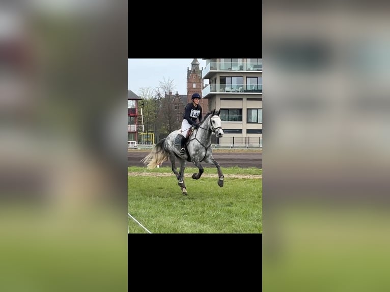 Belgian Warmblood Gelding 6 years 17 hh Gray in Boutersem
