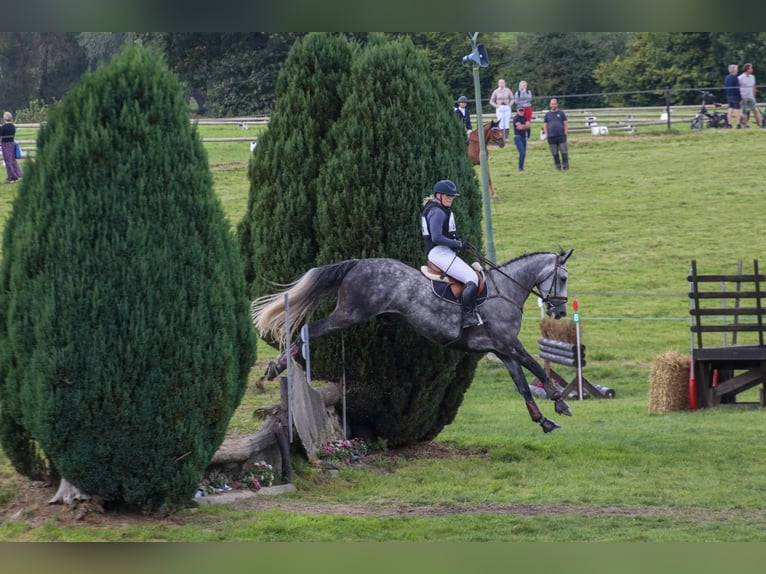 Belgian Warmblood Gelding 6 years 17 hh Gray in Boutersem
